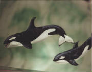 whales.jpg