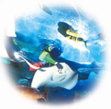 underwaterpic.jpg